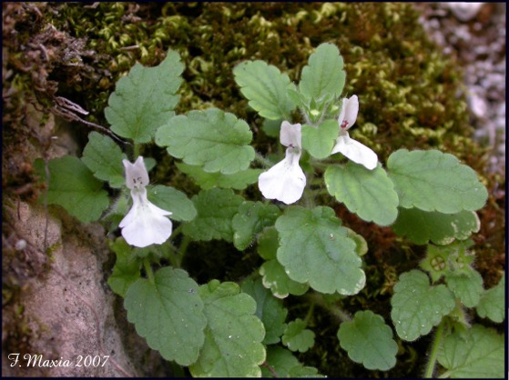 Stachys corsica / Betonica corsica